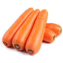 New crop Chinese carrot for wholesale top grade red natural carrots